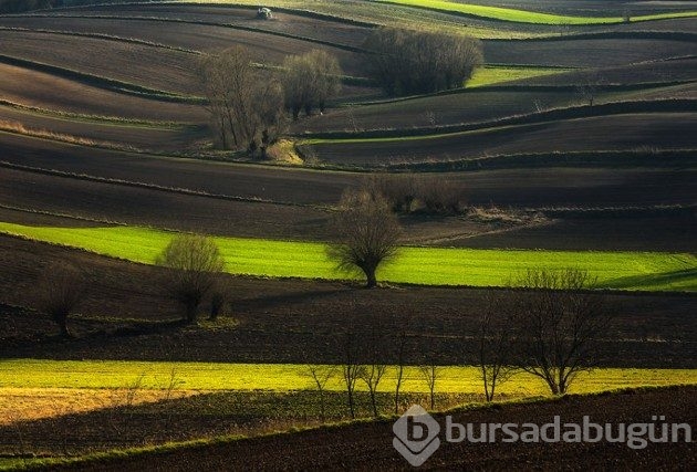 15 fotoğrafla &#8203;Polonya'nın muhteşem tarlaları