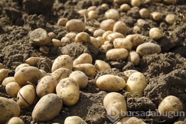 Binbir derde deva patates suyu
