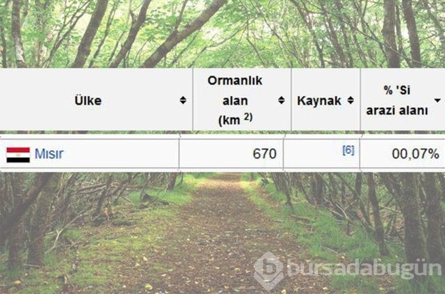 Dünyada en çok ağaç hangi ülkede!