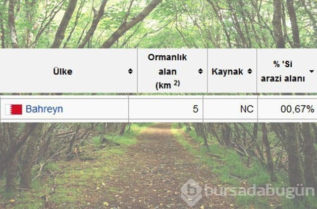 Dünyada en çok ağaç hangi ülkede!
