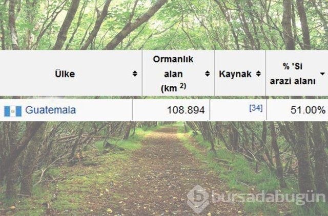 Dünyada en çok ağaç hangi ülkede!