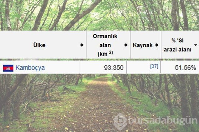 Dünyada en çok ağaç hangi ülkede!