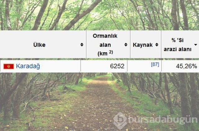 Dünyada en çok ağaç hangi ülkede!