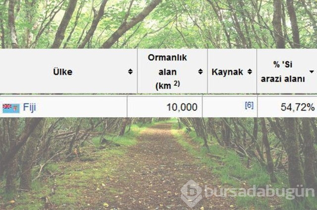 Dünyada en çok ağaç hangi ülkede!