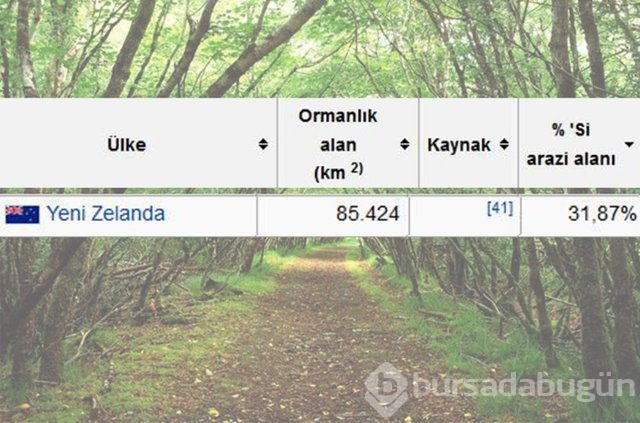 Dünyada en çok ağaç hangi ülkede!