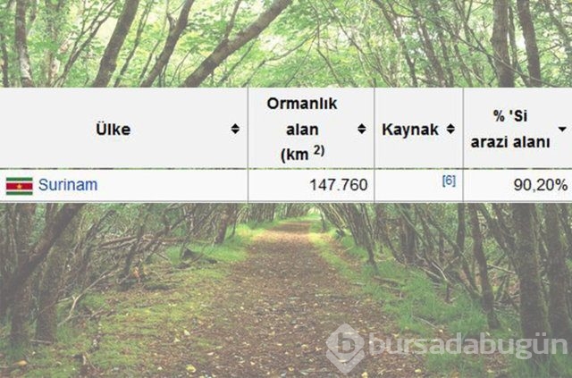 Dünyada en çok ağaç hangi ülkede!