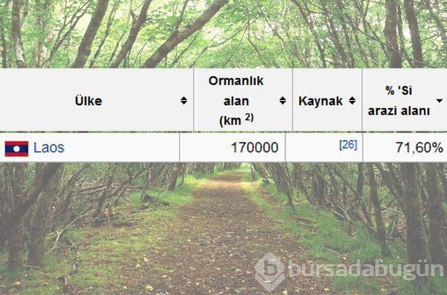 Dünyada en çok ağaç hangi ülkede!