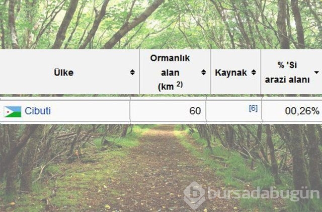 Dünyada en çok ağaç hangi ülkede!