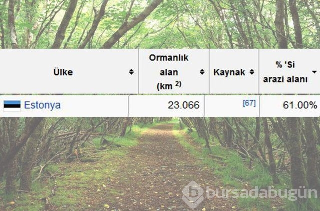 Dünyada en çok ağaç hangi ülkede!