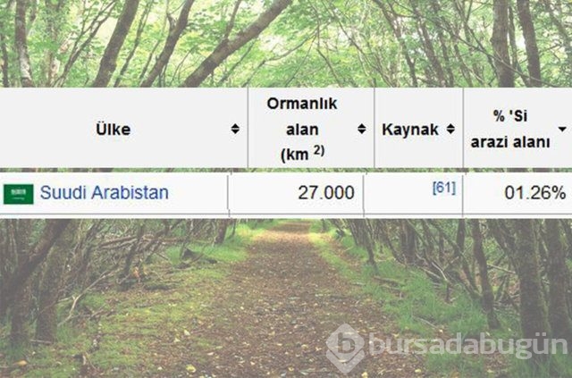 Dünyada en çok ağaç hangi ülkede!