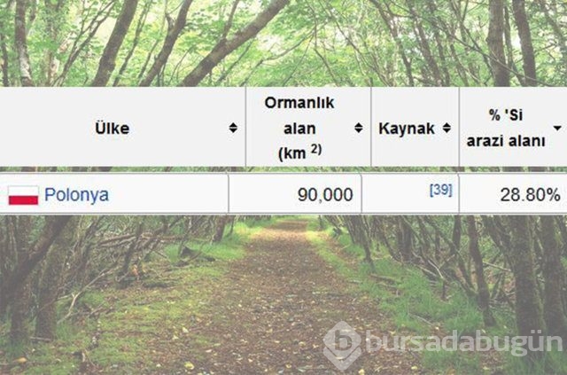 Dünyada en çok ağaç hangi ülkede!