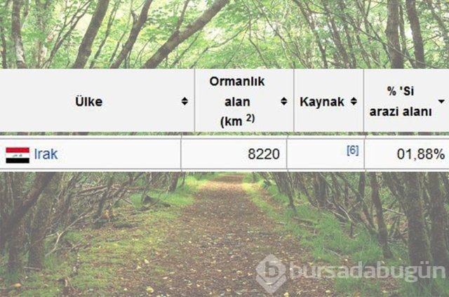 Dünyada en çok ağaç hangi ülkede!