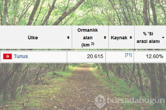 Dünyada en çok ağaç hangi ülkede!