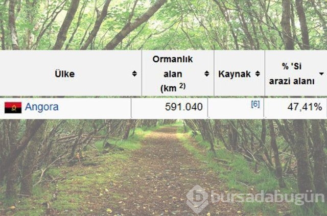 Dünyada en çok ağaç hangi ülkede!