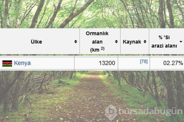 Dünyada en çok ağaç hangi ülkede!