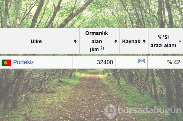 Dünyada en çok ağaç hangi ülkede!