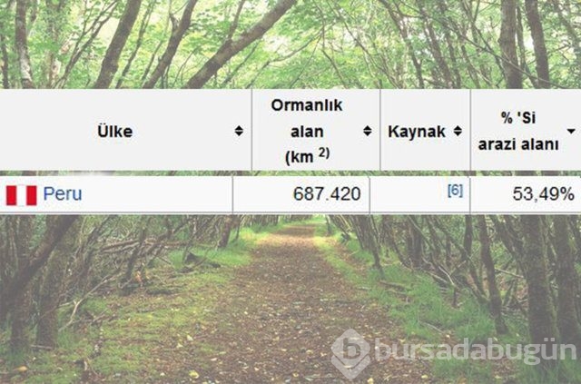 Dünyada en çok ağaç hangi ülkede!