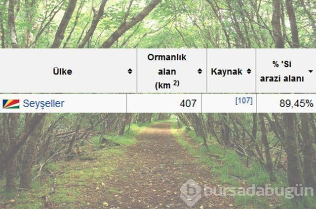 Dünyada en çok ağaç hangi ülkede!
