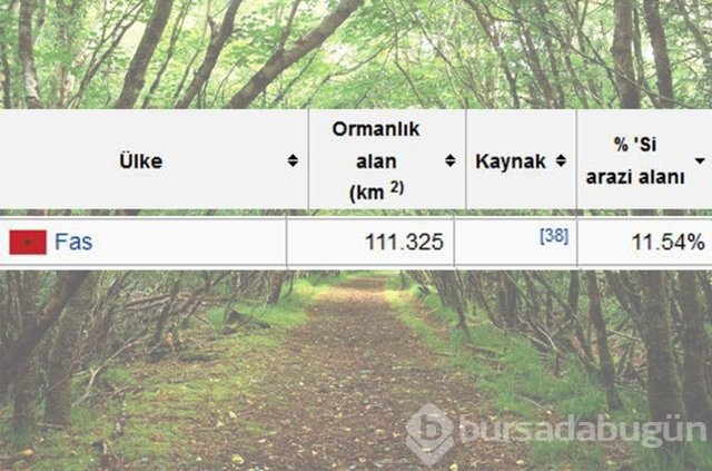 Dünyada en çok ağaç hangi ülkede!