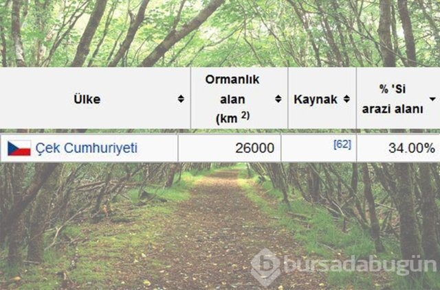 Dünyada en çok ağaç hangi ülkede!