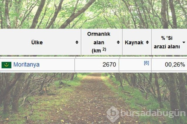 Dünyada en çok ağaç hangi ülkede!