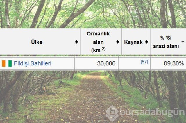 Dünyada en çok ağaç hangi ülkede!
