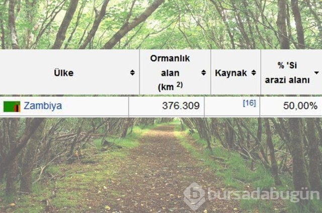 Dünyada en çok ağaç hangi ülkede!
