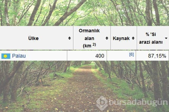 Dünyada en çok ağaç hangi ülkede!