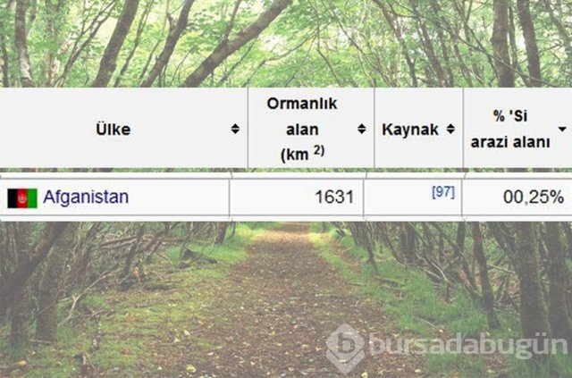 Dünyada en çok ağaç hangi ülkede!