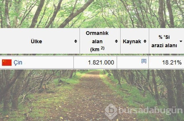 Dünyada en çok ağaç hangi ülkede!