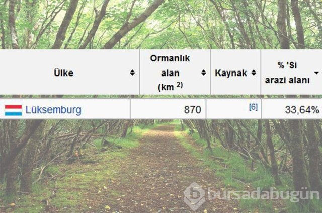 Dünyada en çok ağaç hangi ülkede!