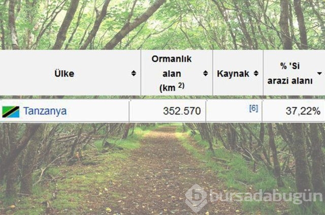Dünyada en çok ağaç hangi ülkede!