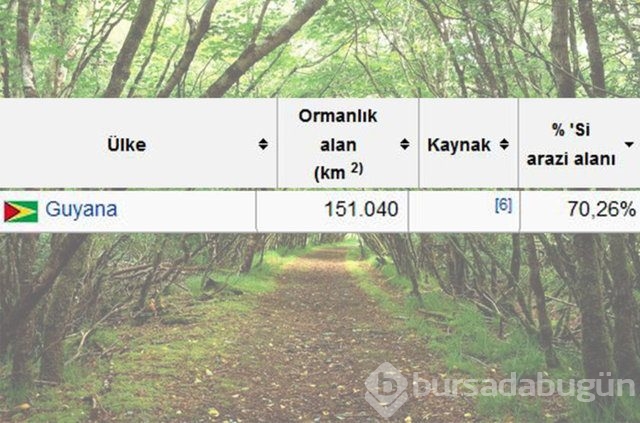 Dünyada en çok ağaç hangi ülkede!