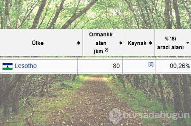 Dünyada en çok ağaç hangi ülkede!