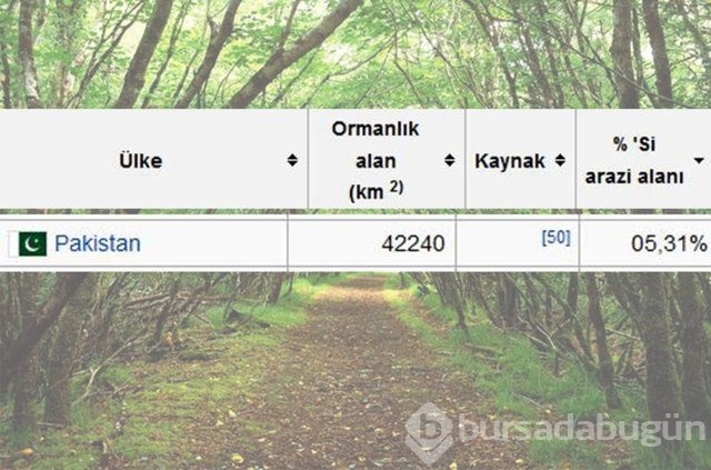 Dünyada en çok ağaç hangi ülkede!