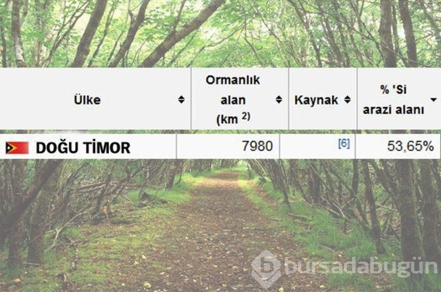 Dünyada en çok ağaç hangi ülkede!