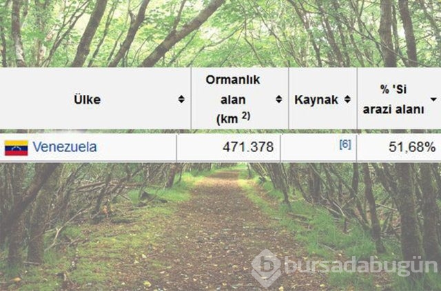 Dünyada en çok ağaç hangi ülkede!
