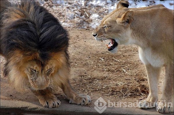 Karizmayı çizdiren aslan