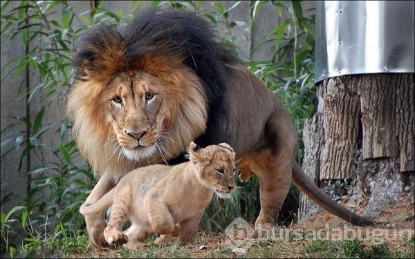 Karizmayı çizdiren aslan