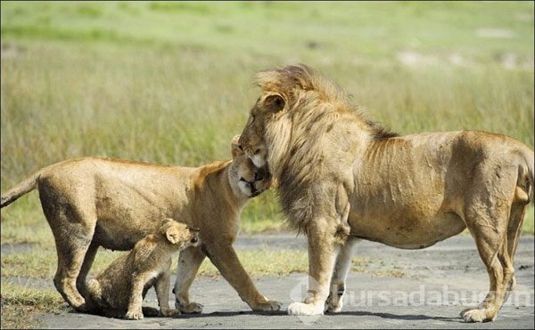Karizmayı çizdiren aslan