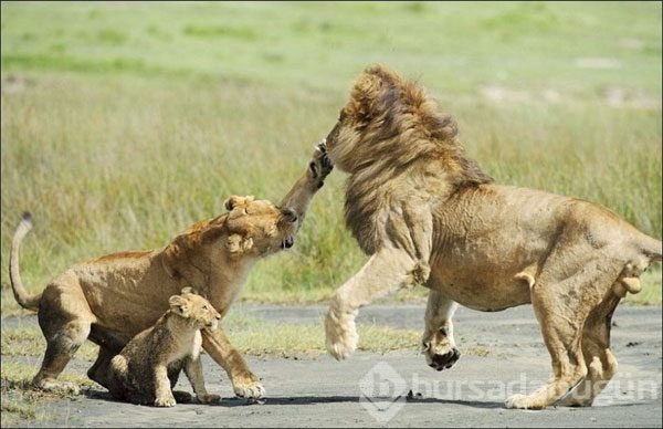 Karizmayı çizdiren aslan