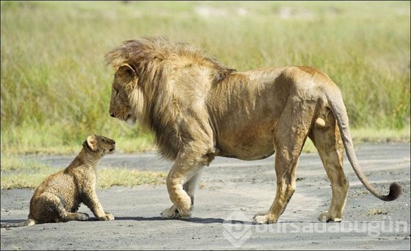 Karizmayı çizdiren aslan