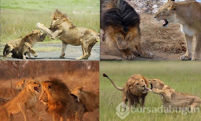 Karizmayı çizdiren aslan