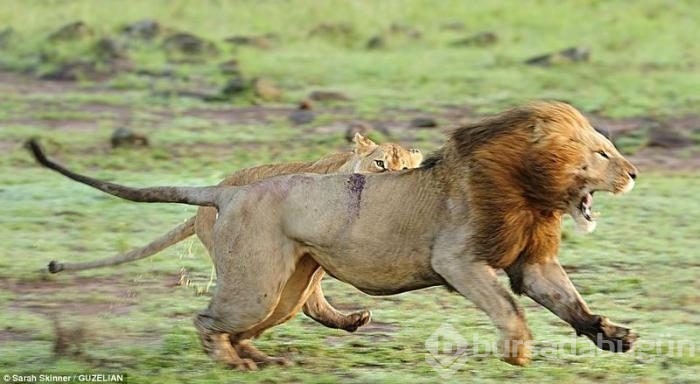 Karizmayı çizdiren aslan