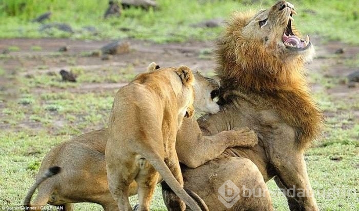 Karizmayı çizdiren aslan