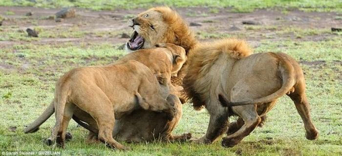 Karizmayı çizdiren aslan