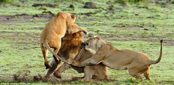 Karizmayı çizdiren aslan
