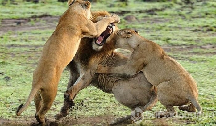 Karizmayı çizdiren aslan