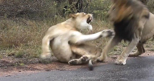 Karizmayı çizdiren aslan