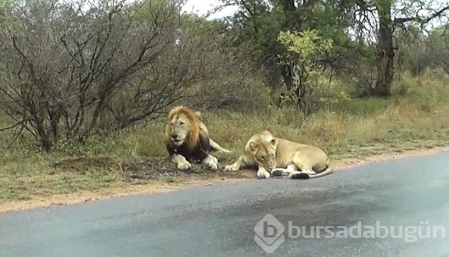 Karizmayı çizdiren aslan